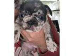 French Bulldog Puppy for sale in Germantown, OH, USA