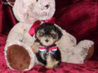 Yorkshire Terrier Puppy for sale in Polk City, FL, USA