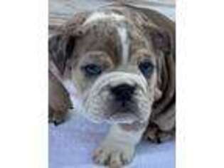 Bulldog Puppy for sale in Ridgeway, VA, USA