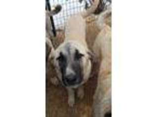 Anatolian Shepherd Puppy for sale in Darby, MT, USA