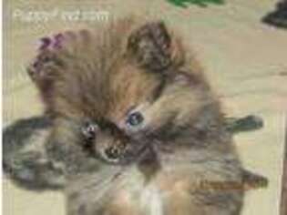 Pomeranian Puppy for sale in Hoopeston, IL, USA