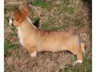 Pembroke Welsh Corgi Puppy for sale in Goodman, MO, USA