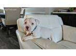 American Bulldog Puppy for sale in Savannah, GA, USA
