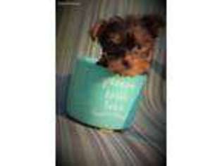 Yorkshire Terrier Puppy for sale in Rockport, IL, USA