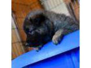 Belgian Tervuren Puppy for sale in Elmira, OR, USA