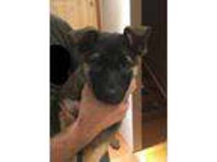 Belgian Malinois Puppy for sale in Walden, NY, USA
