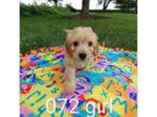 Goldendoodle Puppy for sale in Clare, IL, USA