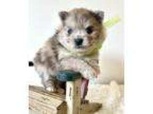 Pomeranian Puppy for sale in Lehi, UT, USA