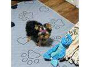 Yorkshire Terrier Puppy for sale in Iva, SC, USA