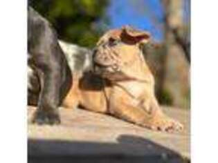 French Bulldog Puppy for sale in Weymouth, MA, USA
