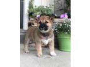 Shiba Inu Puppy for sale in Ephrata, PA, USA