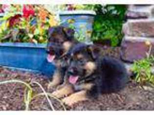 German Shepherd Dog Puppy for sale in Menomonie, WI, USA