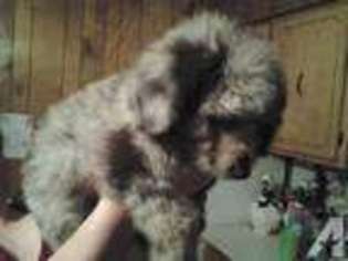 Mutt Puppy for sale in PATRICK SPRINGS, VA, USA