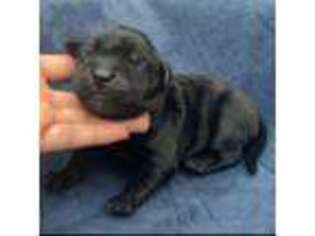 Cane Corso Puppy for sale in Murrieta, CA, USA