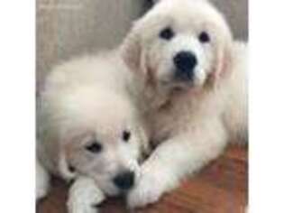 Golden Retriever Puppy for sale in Alfred, ME, USA