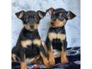 Miniature Pinscher Puppy for sale in Blue Island, IL, USA