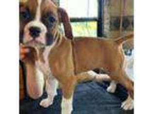 Boxer Puppy for sale in Vista, CA, USA