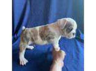 Bulldog Puppy for sale in Lemoore, CA, USA