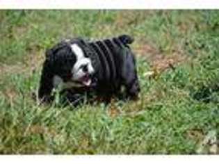Bulldog Puppy for sale in CRAWFORD, GA, USA