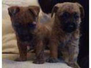 Cairn Terrier Puppy for sale in Alabaster, AL, USA