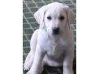 Labrador Retriever Puppy for sale in Heyburn, ID, USA
