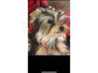 Yorkshire Terrier Puppy for sale in Portales, NM, USA