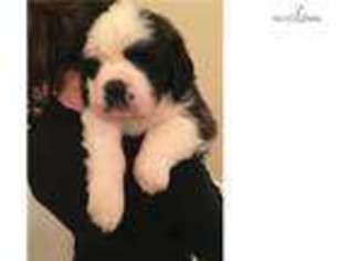Saint Bernard Puppy for sale in Reading, PA, USA