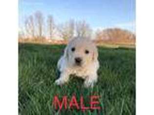 Mutt Puppy for sale in Greenville, OH, USA