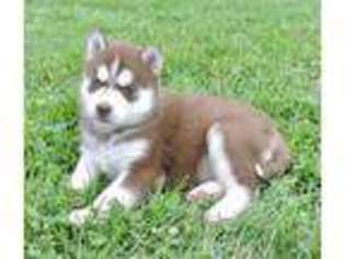 Siberian Husky Puppy for sale in Livonia, MI, USA
