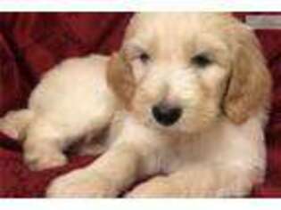 Goldendoodle Puppy for sale in Decatur, AL, USA