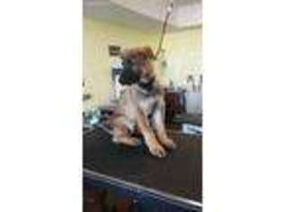 German Shepherd Dog Puppy for sale in Elkland, MO, USA