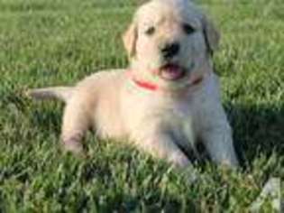 Golden Retriever Puppy for sale in MELROSE, OH, USA