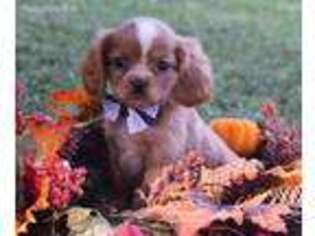 Cavalier King Charles Spaniel Puppy for sale in Park City, KY, USA
