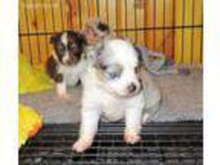 Miniature Australian Shepherd Puppy for sale in Camden, MI, USA