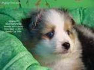 Miniature Australian Shepherd Puppy for sale in Norwood, MO, USA