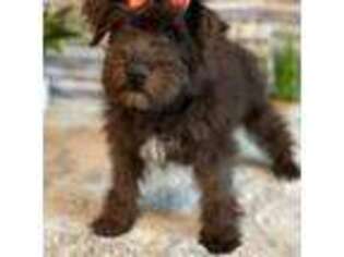 Mutt Puppy for sale in New Baltimore, MI, USA