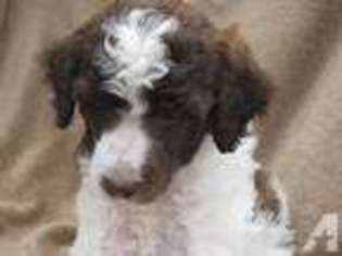 Mutt Puppy for sale in HOOD RIVER, OR, USA