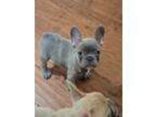 French Bulldog Puppy for sale in Merced, CA, USA