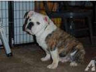 Bulldog Puppy for sale in SOUTH MILWAUKEE, WI, USA