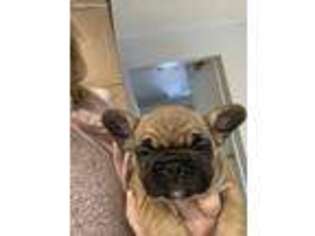 French Bulldog Puppy for sale in Candia, NH, USA