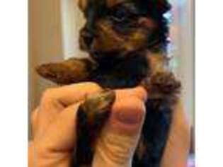 Yorkshire Terrier Puppy for sale in Olathe, KS, USA