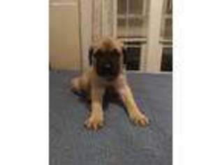 Mastiff Puppy for sale in Walton, KY, USA