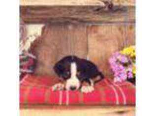 Greater Swiss Mountain Dog Puppy for sale in Poultney, VT, USA