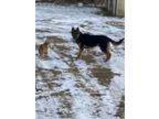 German Shepherd Dog Puppy for sale in Ellenville, NY, USA