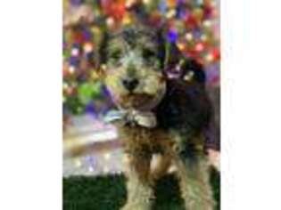 Welsh Terrier Puppy for sale in San Ysidro, CA, USA
