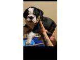 Bulldog Puppy for sale in Marion, SC, USA