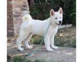Akita Puppy for sale in Dallas, TX, USA
