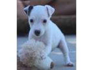 Medium Photo #1 Jack Russell Terrier Puppy For Sale in Riverside, CA, USA