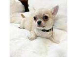 Chihuahua Puppy for sale in East Hartford, CT, USA