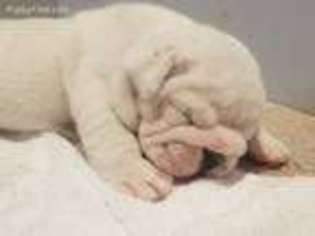 Bulldog Puppy for sale in Merrick, NY, USA